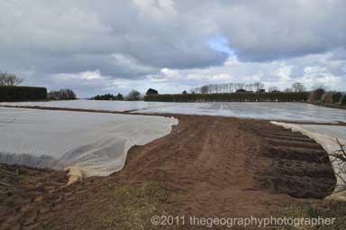 market garden