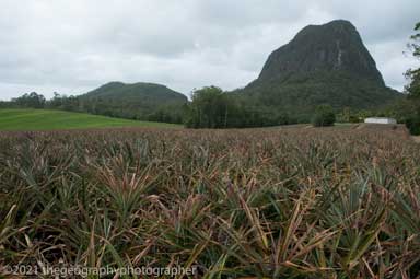 plantation