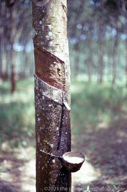 rubber