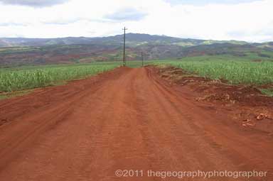 sugar cane