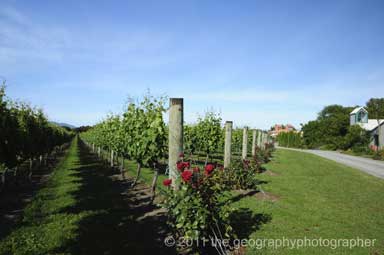 viticulture