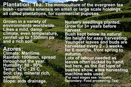 tea