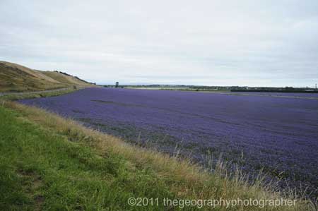 arable