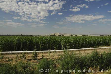 arable