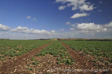 arable