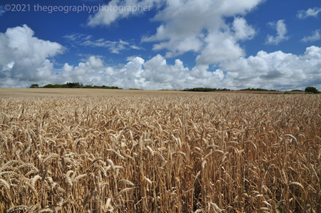 cereals