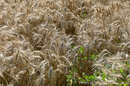 cereals