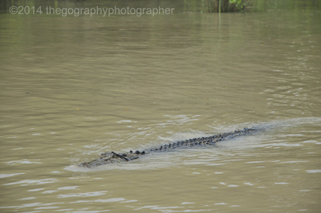 crocodile