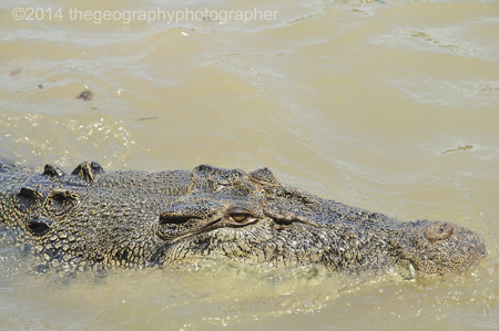 crocodile