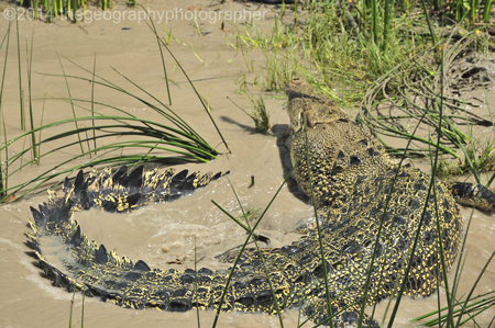 crocodile
