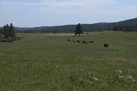 temperate grasslands