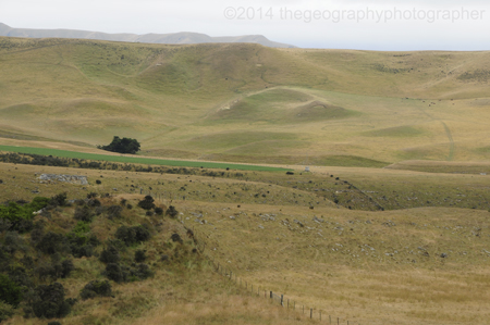 temperate grasslands