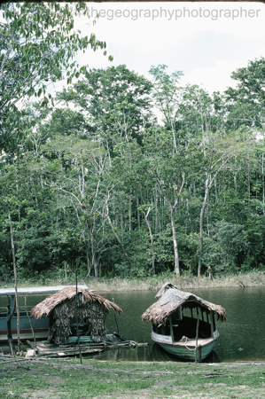 tropical rainforest