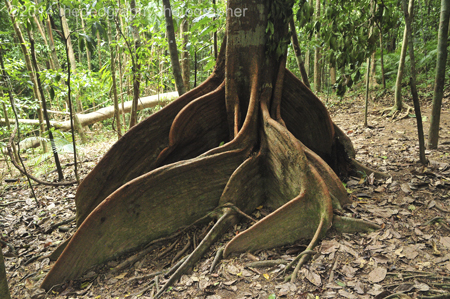 tropical rainforest