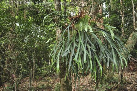 tropical rainforest