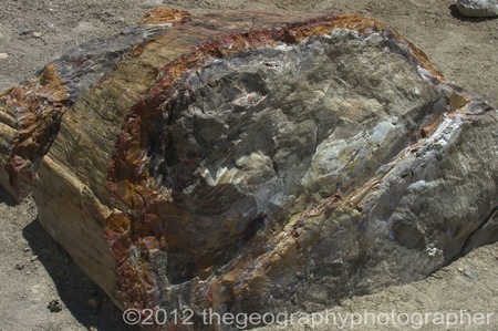 fossils