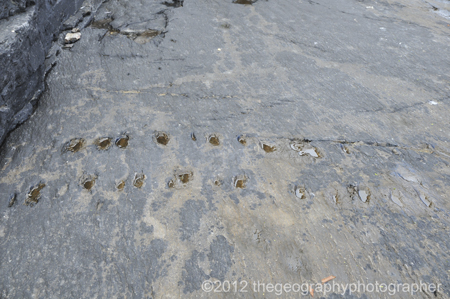 fossils