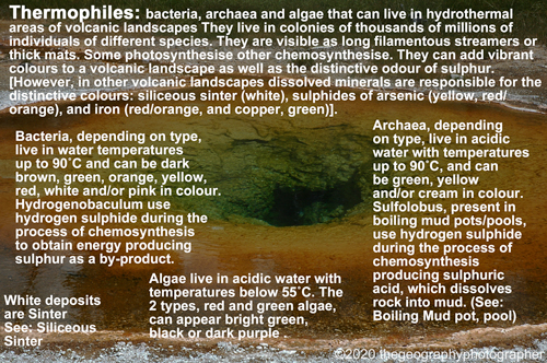 thermophiles