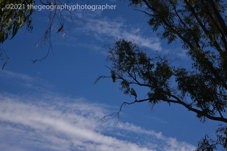 cirrocumulus