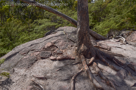 biological weathering