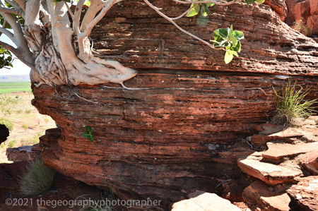biological weathering